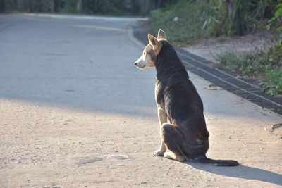 Dog sitting on road