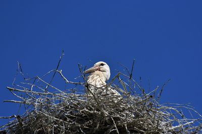 Bird perching on nest against clear blue sky