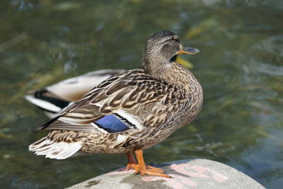 Close-up of bird