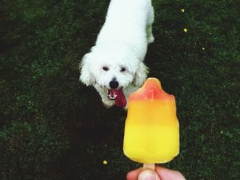 Dog looking at camera