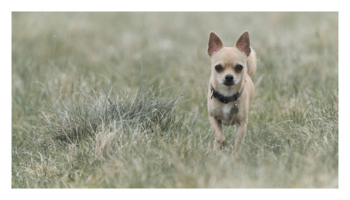 Chihuahua small dog walking along grassy path.  very cute little dog.