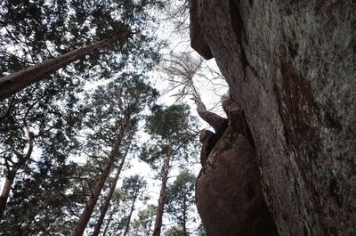 Low angle view of a tree