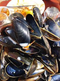 High angle view of shells in plate