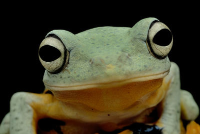 Close-up of frog over black background