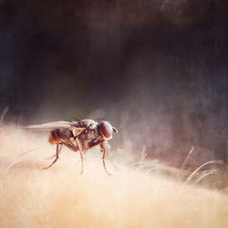 Close-up of insect on wall