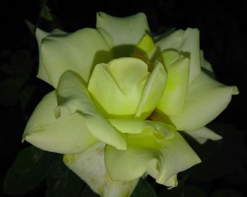 Close-up of flower over black background