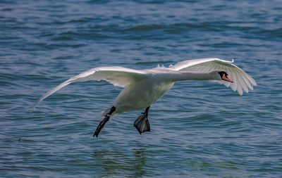 Seagull flying over sea