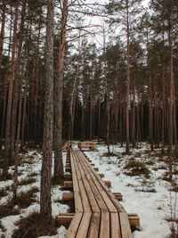 Trees in forest during winter