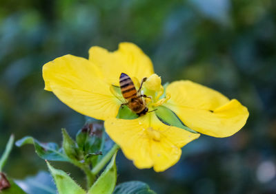 Close-up of insect on yellow flower