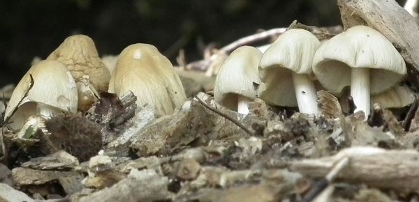 Close-up of mushrooms