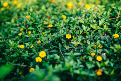 Close-up of yellow flowering plants on field