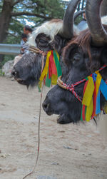 Close-up of a horse on the ground