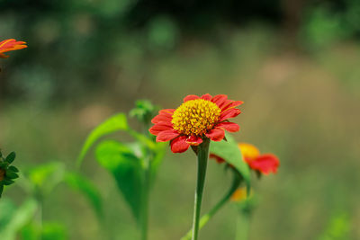 Close-up of red flower