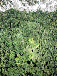 High angle view of trees by lake in forest