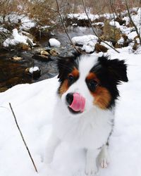 Close-up portrait of white dog during winter