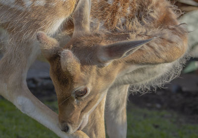 Close portrait of a young deer