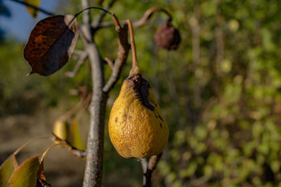 Close-up of fruit growing on tree