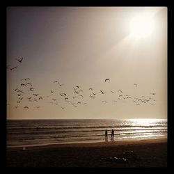 Birds flying over beach against sky during sunset