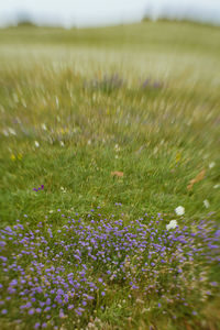 Close-up of flowers blooming in field