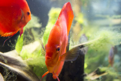 Close-up of fish swimming in aquarium