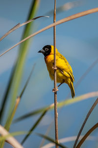 Low angle view of bird perching on branch