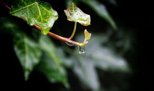 Close-up of insect on plant