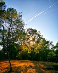 Trees against clear sky