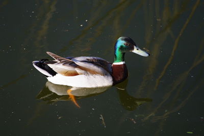 High angle view of duck swimming in lake