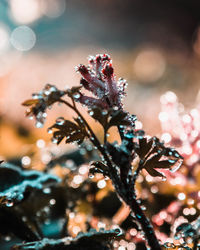 Close-up of wet plant
