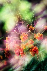 Close-up of pink flowering plant