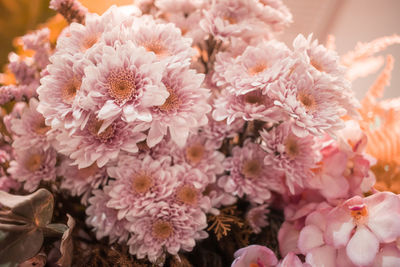 Close-up of pink cherry blossom