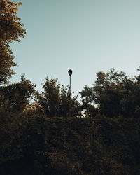 Low angle view of plants and trees growing against clear sky during sunset