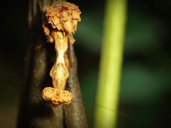 Close-up of lizard on plant