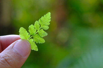 Close-up of person holding leaf