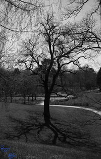 Bare tree on landscape against sky