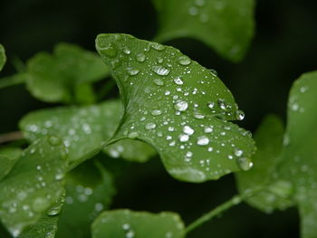 Close-up of wet plant leaves during rainy season