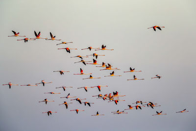 Low angle view of birds flying against clear sky