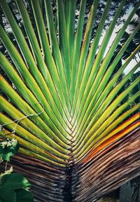 Full frame shot of palm leaf