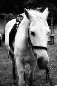 Close-up of a horse on field