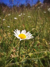 Close-up of white daisy blooming in field