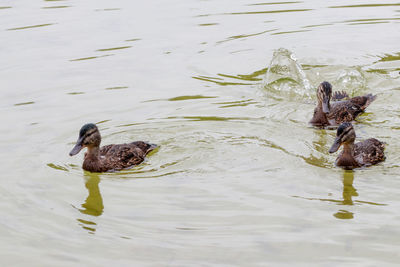 High angle view of duck swimming in lake