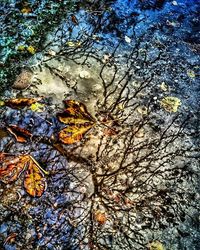 Autumn leaves in water