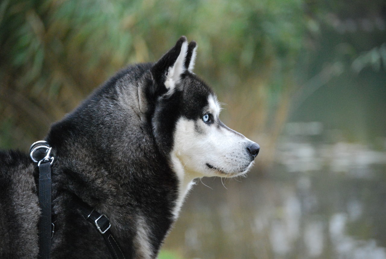 one animal, animal themes, mammal, domestic animals, pets, dog, focus on foreground, close-up, animal head, looking away, animal body part, part of, one person, day, outdoors, selective focus, pet collar, side view, zoology, unrecognizable person