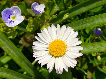 Close-up of purple flowering plants