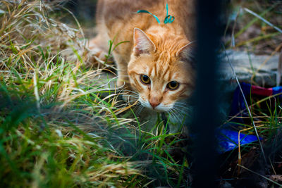 Portrait of tabby cat on field