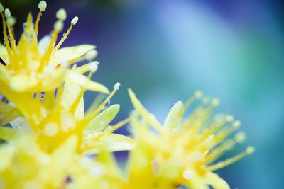 Close-up of yellow flowering plant