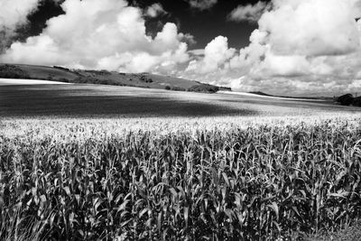 Scenic view of agricultural field against sky