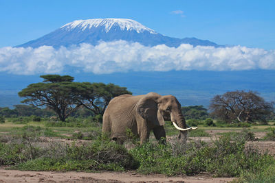 The african bush elephant