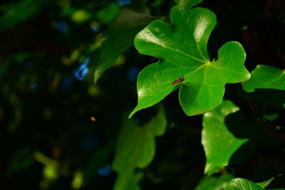 Close-up of insect on leaves