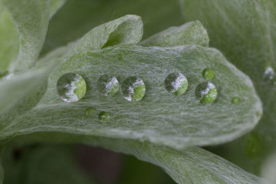 Close-up of leaves